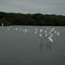 Gaivotas