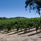 Opolo Vineyards, Paso Robles