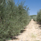 Olives groves at Pasolivo