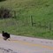 Turkeys on Old Creek