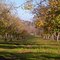 Almond Orchard