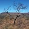 Caatinga em Bom Jesus, PI.