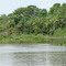 Açaizal no rio Uruaí