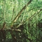 Flood forest in the Amazone basin
