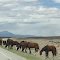 Wild Horses- San Luis Valley