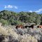 Wild Horses