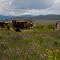 San Luis Valley, Costilla County, CO