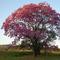 Parque da Cidade - Ypê Rosa campo de aviação