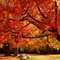 Red maples in Bethlehem - www.RickBennette.com