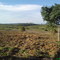 Roça de Milho