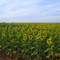 Lavoura de Girassol em Perdizes, MG.