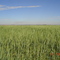 Lavoura de trigo, Perdizes (MG)