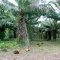 Fazenda Verde-Amazônia