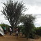 Mandacarú Enorme em Tanquinho, Lapão-BA