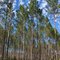 Recently thinned planted slash pine on the Steinhatchee Springs Tract