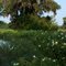 Swamp Mallow (Hibiscus moscheutos) along a pond at R.O.Ranch