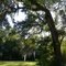 Moss-draped oak on R.O. Ranch