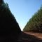Itamarandiba MG - capital do eucalipto e da tecnologia florestal