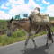 BURRO DE TROPA