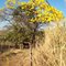 Ipê Amarelo