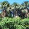 BURITI