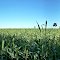 Plantação de sorgo em Ipiaçu - MG