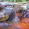 Fonte, Ilha Sumaúma, rio Tocantins, Ribamar Fiquene-MA