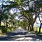 Estrada Real - trecho Caeté -> Juiz de Fora - "Túnel" de árvores