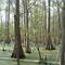 Swamp