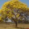 Ipê Amarelo (Tabebuia alba): Planta adaptada ao crescimento em ambiente aberto ou exposto à luz direta, em especial no clima semi-árido.