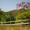 Fazenda da Floresta