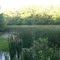sunlit pont at Mary Gray Bird Sanctuary