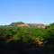 Cerrado Piauiense