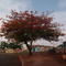 Rua 1