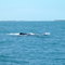 Jubarte com Filhote proximo a ilha de Santo Aleixo - PE - Brasil