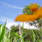 A Flor e o Céu