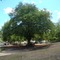 Tamarineiro frondoso em Boa Luz...
