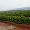 Cafezal Fazenda Sagarana