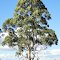 Eucalyptus saligna