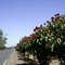 Urucum na estrada para a Usina Luciânia | Lagoa da Prata/MG