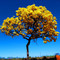 Ipê Caraíba (Tabebuia aurea)