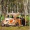 Fusca incendiado | Burned beetle