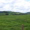 Pasto