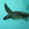 Tartarugas marinhas no litoral de São Mateus E.S.