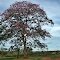Árvore flor em Ituiutaba - MG
