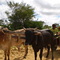 CARRO DE BOI NA ESTRADA DE CÔCOS/CARINHANHA BA