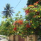 Summer's Flowers.
