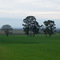 Árvores solitárias em meio a plantação - Entre Rios