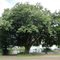 Árvore de castanha portuguesa na Colônia Samambaia no Distrito de Entre Rios em Guarapuava, PR.