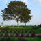 Tree at Lynch Park